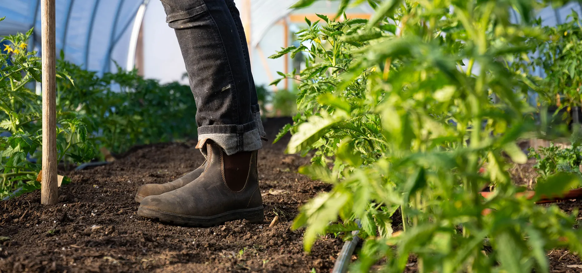 close up of boots standing next to crops