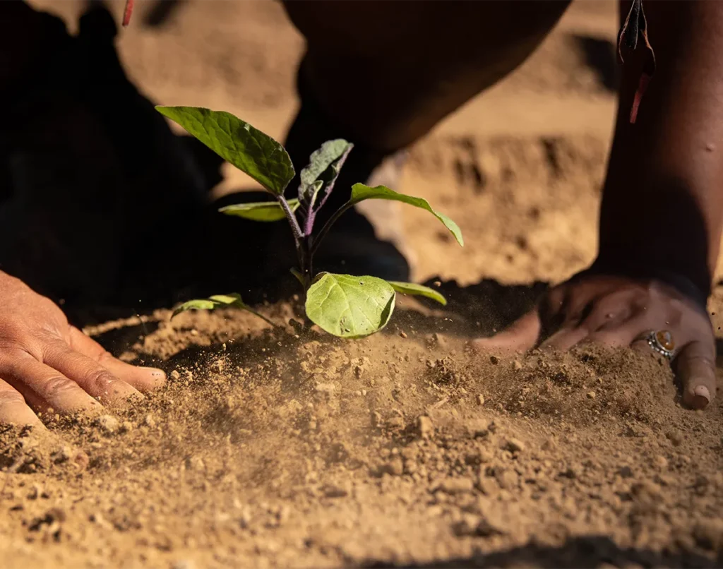 hands up close with growing plant